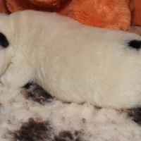 Magnifiques chiots lof fox terrier poil lisse #4