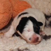 Magnifiques chiots lof fox terrier poil lisse #6