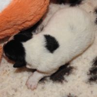 Magnifiques chiots lof fox terrier poil lisse #7