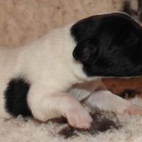 Magnifiques chiots lof fox terrier poil lisse #8