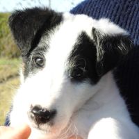 Magnifiques chiots lof fox terrier poil lisse #1