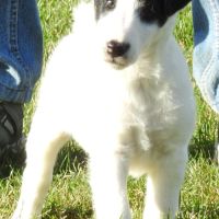 Magnifiques chiots lof fox terrier poil lisse #2