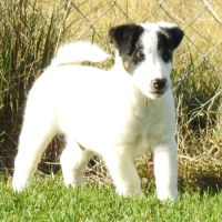 Magnifiques chiots lof fox terrier poil lisse #4