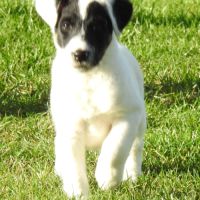 Magnifiques chiots lof fox terrier poil lisse