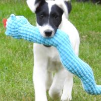 Magnifiques chiots lof fox terrier poil lisse
