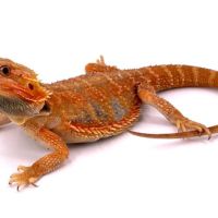 Pogona vitticeps femelle