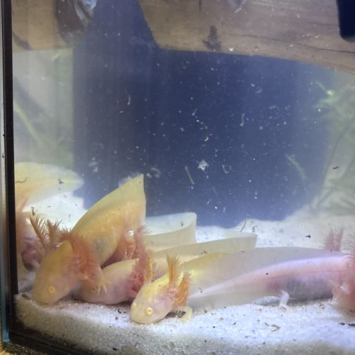 Jeunes axolots 10 cm ~ #1