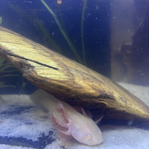 Jeunes axolots 10 cm ~ #2