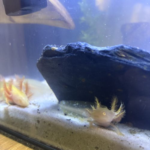 Jeunes axolots 10 cm ~ #0