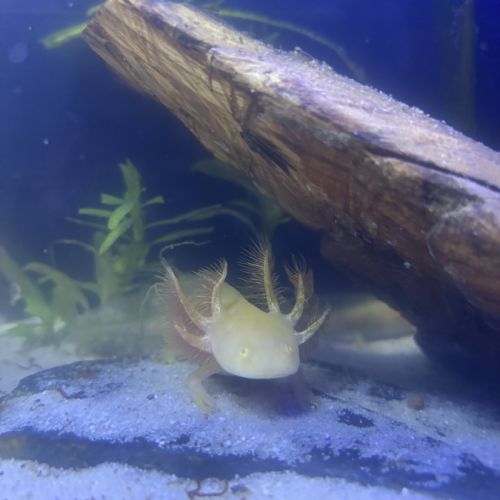 Jeunes axolots 10 cm ~ #4