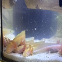 Jeunes axolots 10 cm ~ #1