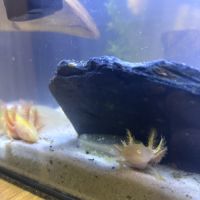 Jeunes axolots 10 cm ~