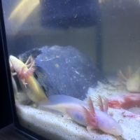 Jeunes axolots 10 cm ~ #5