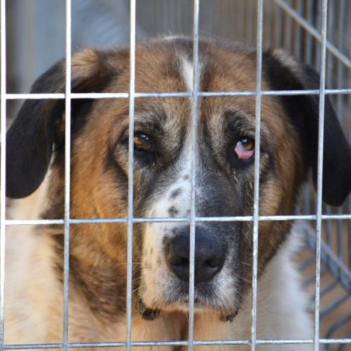 Merveilleuse mastine, 8 ans, fidèle et attachante