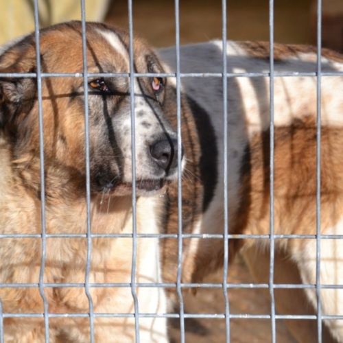 Daga merveilleuse mastine 8 ans fidèle, attachante #2