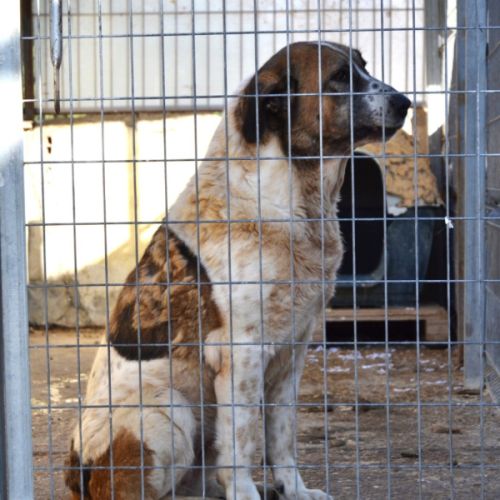 Daga merveilleuse mastine 8 ans fidèle, attachante #3