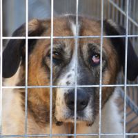 Merveilleuse mastine, 8 ans, fidèle et attachante