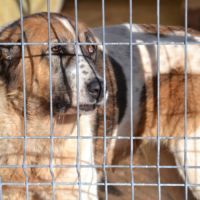 Daga merveilleuse mastine 8 ans fidèle, attachante #2