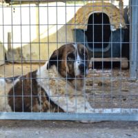 Daga merveilleuse mastine 8 ans fidèle, attachante #4