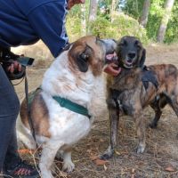 Daga merveilleuse mastine 8 ans fidèle, attachante #5