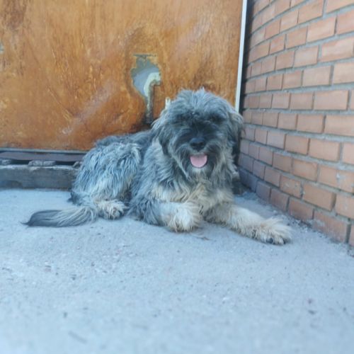 Magnifique berger espagnol, 1 an et demi à adopter #1