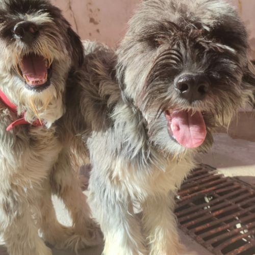 Magnifique berger espagnol, 1 an et demi à adopter