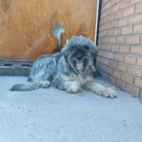 Magnifique berger espagnol, 1 an et demi à adopter #1