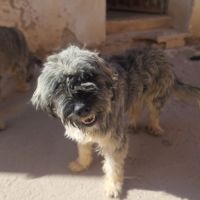 Magnifique berger espagnol, 1 an et demi à adopter #3