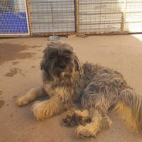 Magnifique berger espagnol, 1 an et demi à adopter #4