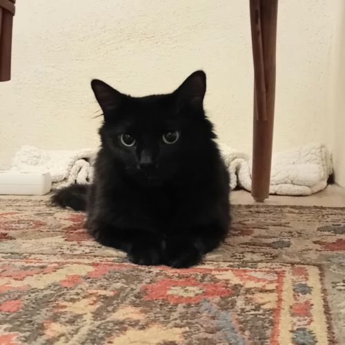 Filou un p'tit ange coquin et joueur #2