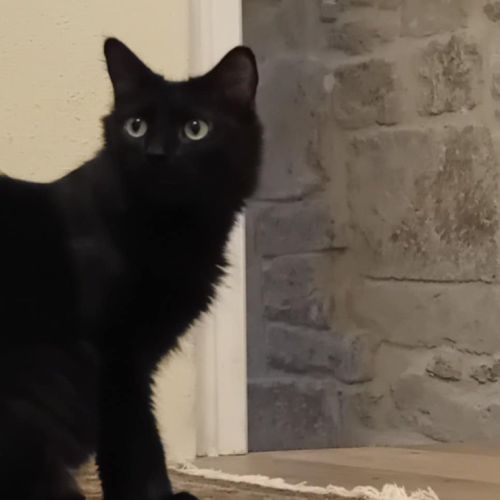 Filou un p'tit ange coquin et joueur #3