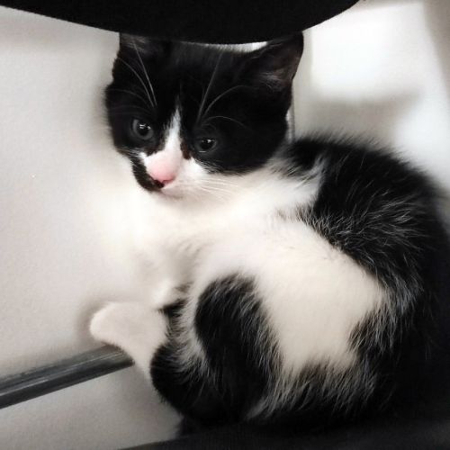 Filou un p'tit ange coquin et joueur