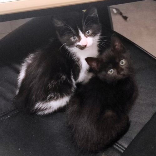 Filou un p'tit ange coquin et joueur #5