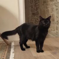 Filou un p'tit ange coquin et joueur #1