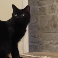 Filou un p'tit ange coquin et joueur #3