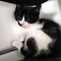 Filou un p'tit ange coquin et joueur #0