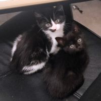 Filou un p'tit ange coquin et joueur #5