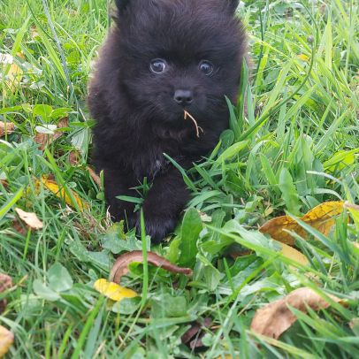 Chiot spitz nain / pomeranian