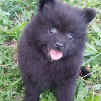 Chiot spitz nain / pomeranian