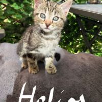 Arès**, déméter et hélios