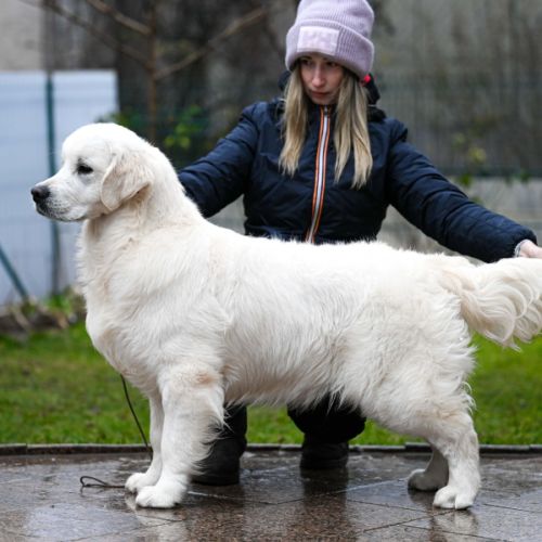 Bébés golden retriever