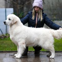 Bébés golden retriever