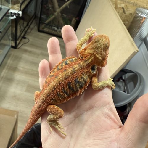 Pogona red #2