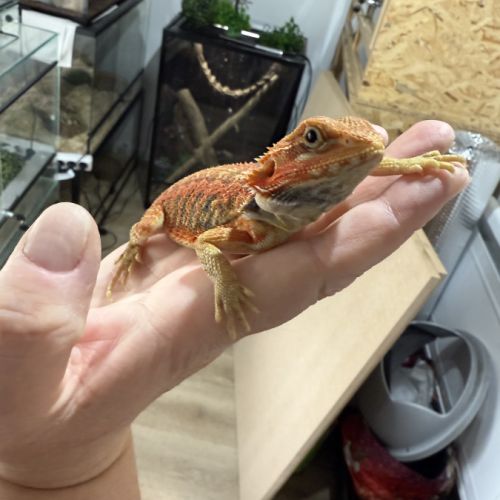 Pogona red #3