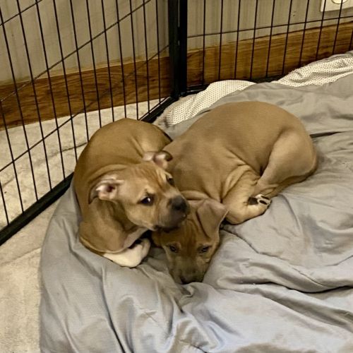 Chiots américain staff lof