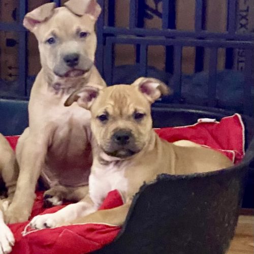 Chiots américain staff lof