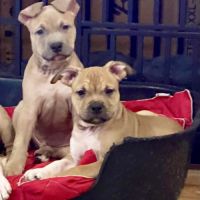 Chiots américain staff lof