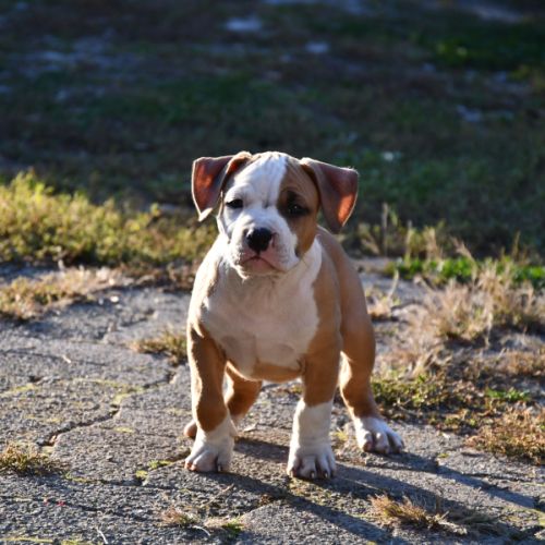 Chiots american staff (amstaff, staff) disponible #2