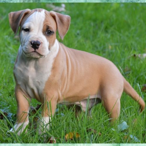 Chiots american staff (amstaff, staff) disponible #5