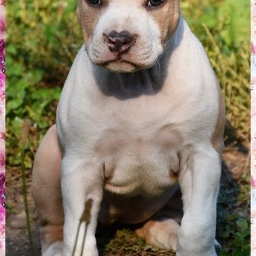Chiots american staff (amstaff, staff) disponible